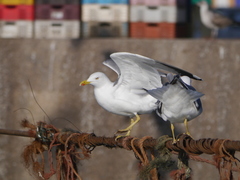 Larus michahellis