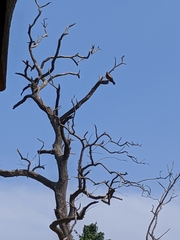 Milvus migrans