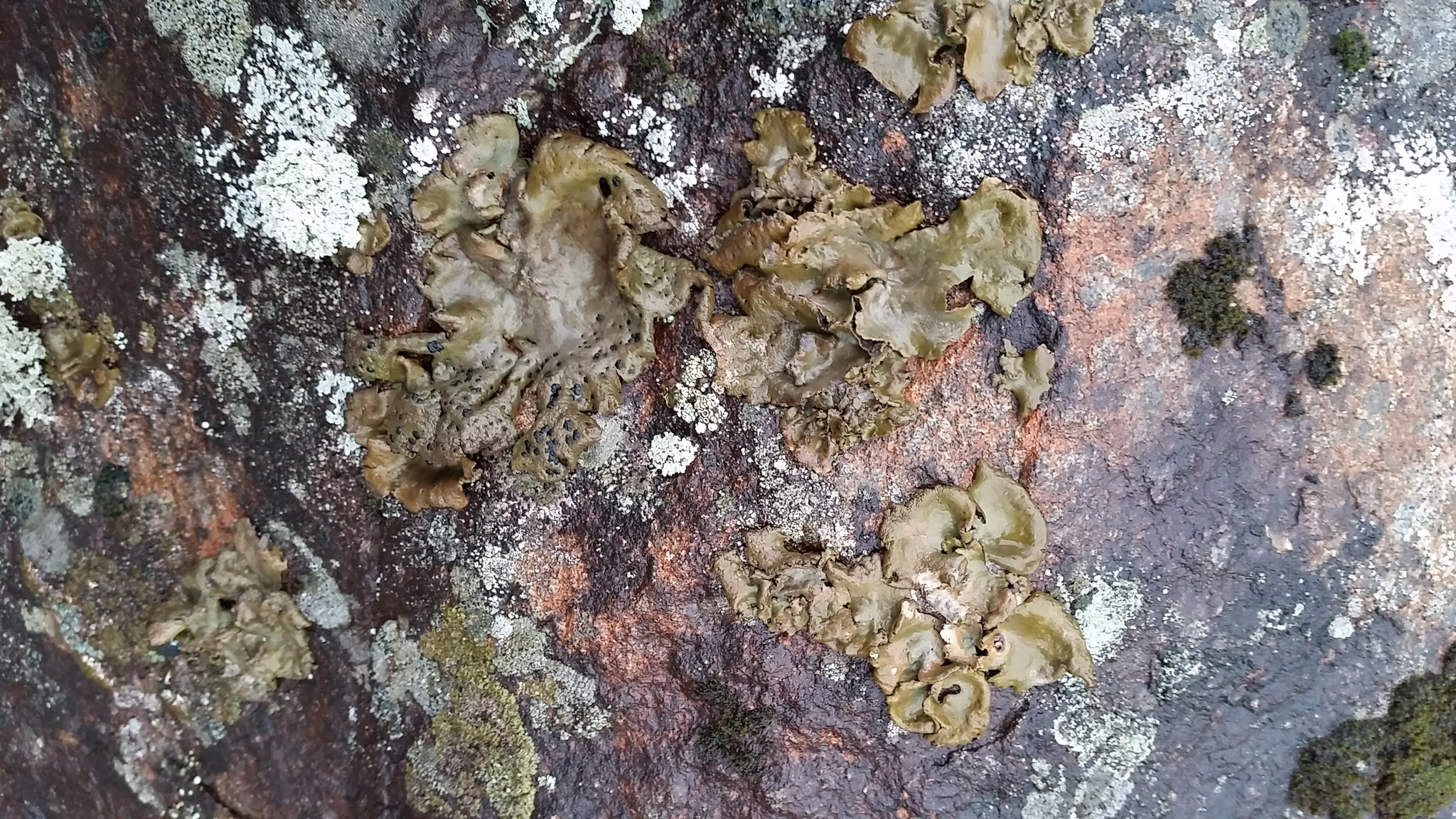 Umbilicaria muehlenbergii image