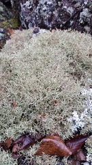Cladonia amaurocraea