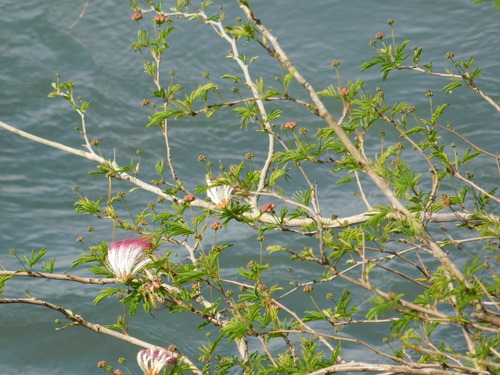 Calliandra parvifolia, photograph 3