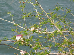 (c) Pablo Bombín, some rights reserved (CC BY) Calliandra parvifolia, photograph (c) Pablo Bombín, some rights reserved (CC BY)