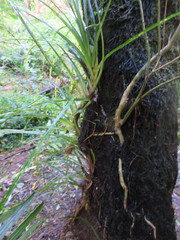 Freycinetia banksii