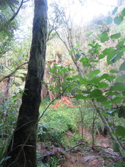 Cyathea medullaris