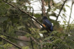 Trogon chionurus