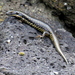 Dreeite Water Skink - Photo (c) Tracey Hinton, some rights reserved (CC BY-NC), uploaded by Tracey Hinton