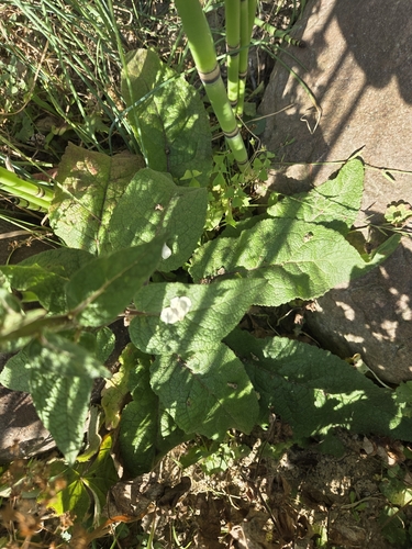 Verbascum nigrum
