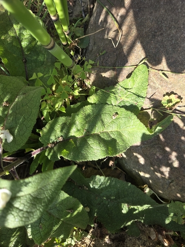 Verbascum nigrum