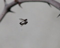 Dioprosopa clavata