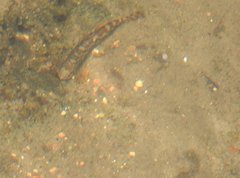 Liniparhomaloptera disparis