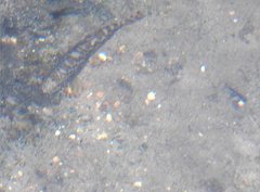 Liniparhomaloptera disparis