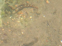 Liniparhomaloptera disparis