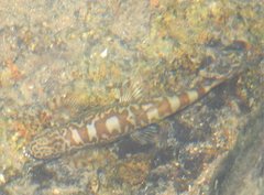 Liniparhomaloptera disparis