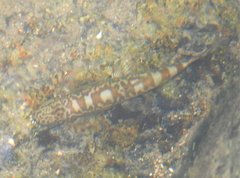 Liniparhomaloptera disparis