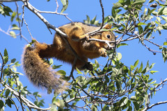Sciurus niger limitis