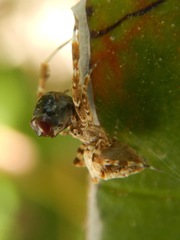 Uloborus diversus