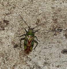 Tuicoris excelsus
