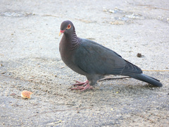 Patagioenas squamosa