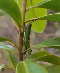 Aptenopedes