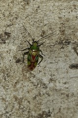 Tuicoris excelsus