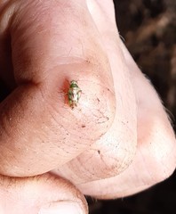 Tuicoris excelsus