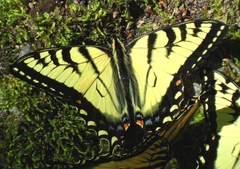 Papilio canadensis