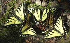 Papilio canadensis