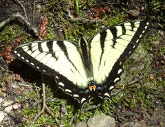 Papilio canadensis