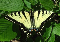 Papilio canadensis