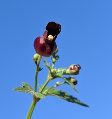 Scrophularia atrata