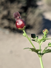 Scrophularia atrata