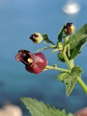 Scrophularia atrata