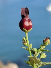 Scrophularia atrata