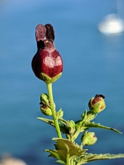 Scrophularia atrata