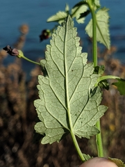 Scrophularia atrata