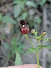 Scrophularia atrata