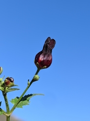 Scrophularia atrata
