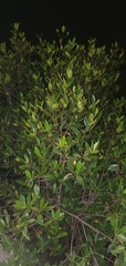 Rhizophora mangle
