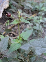 Scrophularia atrata