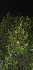 Rhizophora mangle