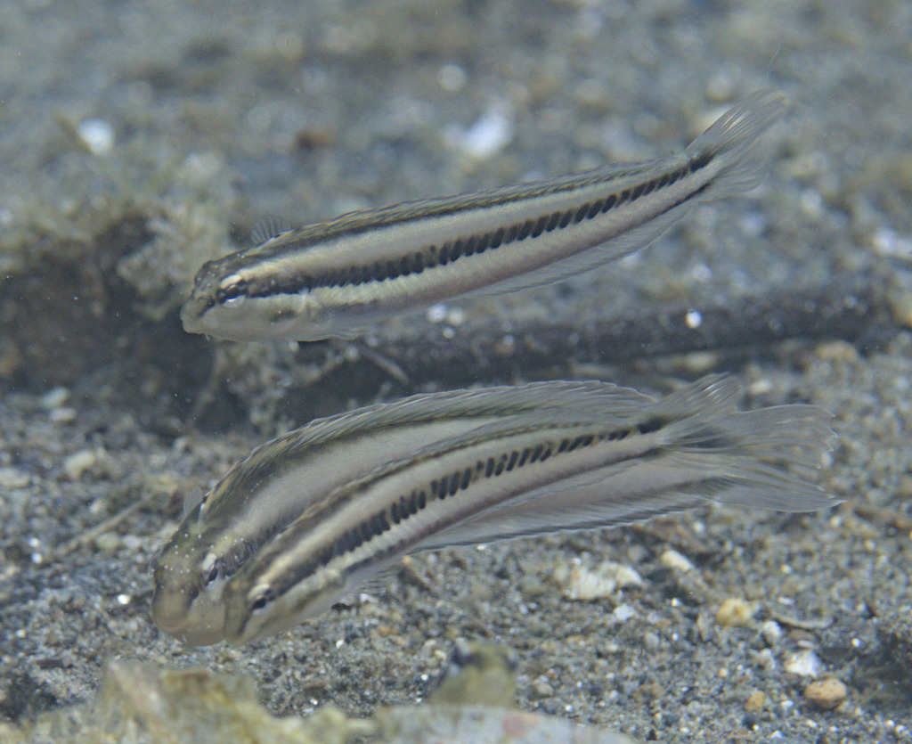 Freshwater fangblenny (Meiacanthus anema) — Blenniidae