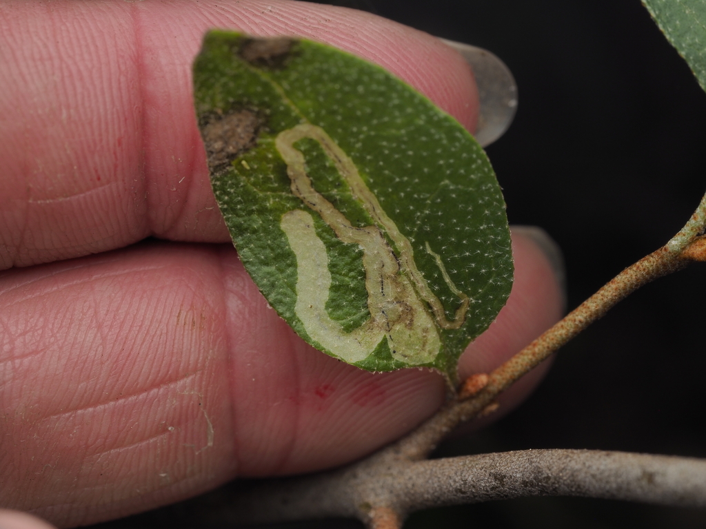 Phytomyza leptargyreae