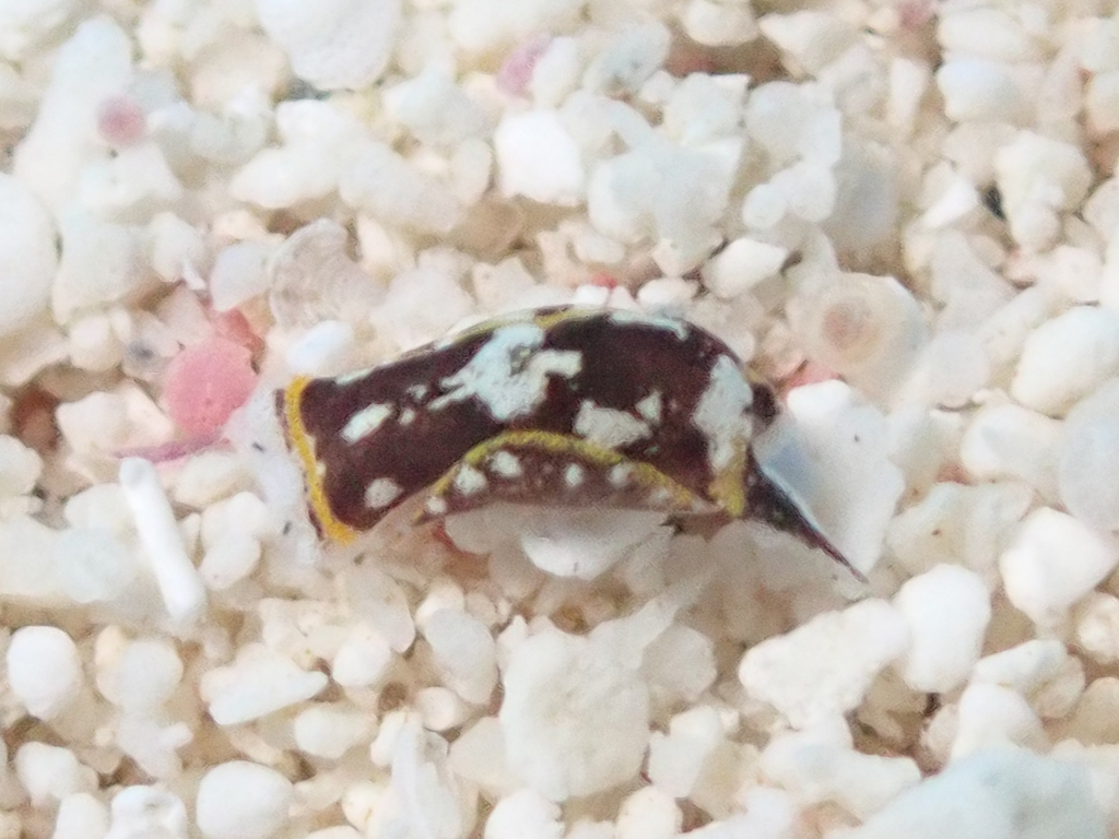 Camachoaglaja mariagordae