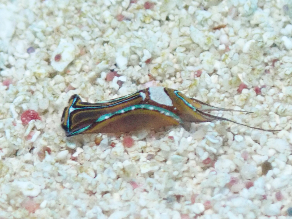 T-bar Swallowtail