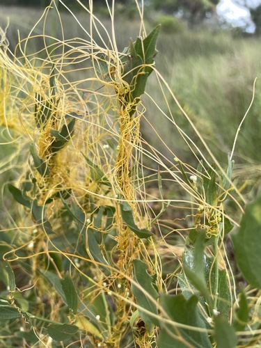 Cuscuta pentagona, photograph 2
