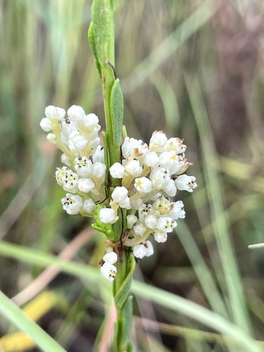 Cuscuta pentagona, photograph 3