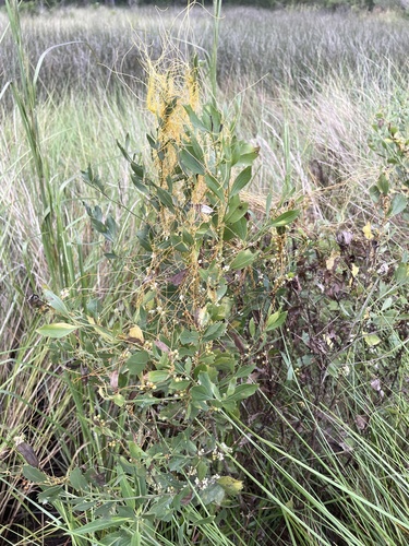 Cuscuta pentagona, photograph 4