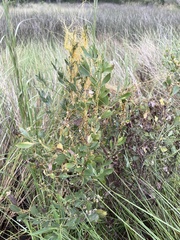 Cuscuta pentagona, photograph author not stated, no rights reserved