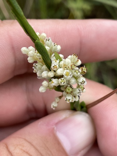 Cuscuta pentagona, photograph 5