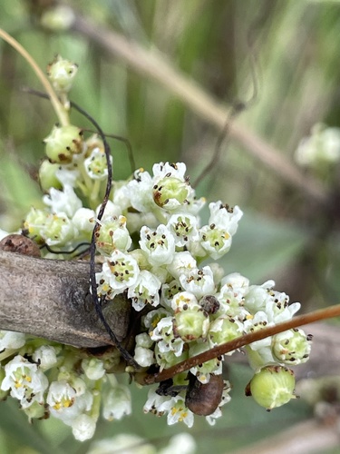 Five Angled Dodder (Cuscuta pentagona)